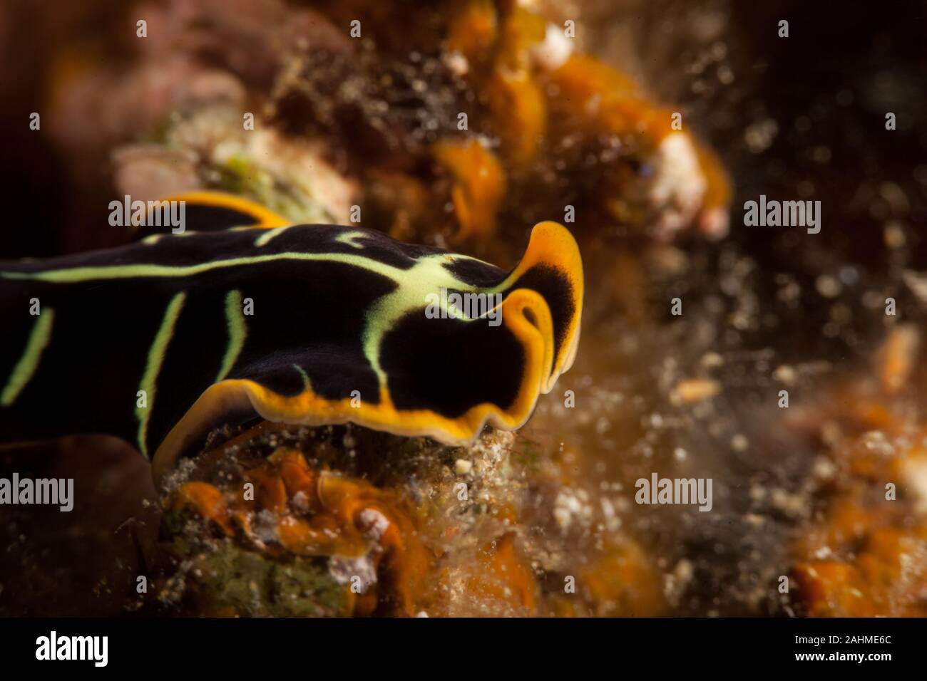 Pseudoceros cf dimidiatus Stock Photo Alamy