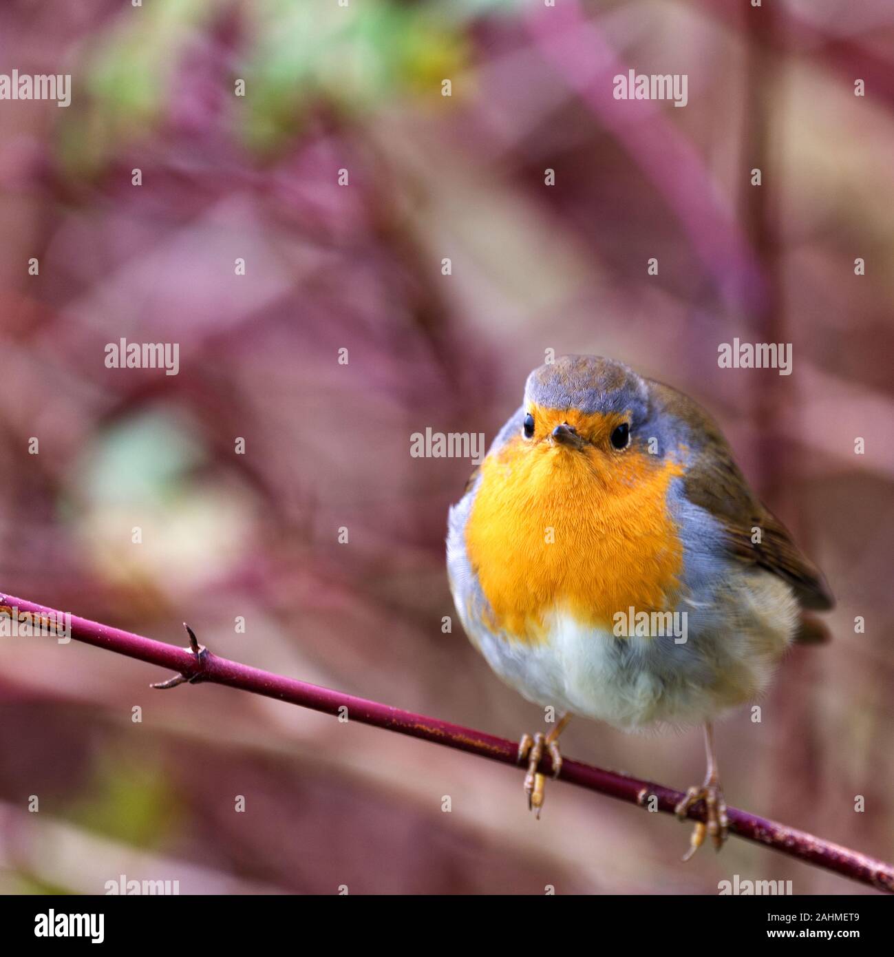 single robin sitting on a branch Stock Photo