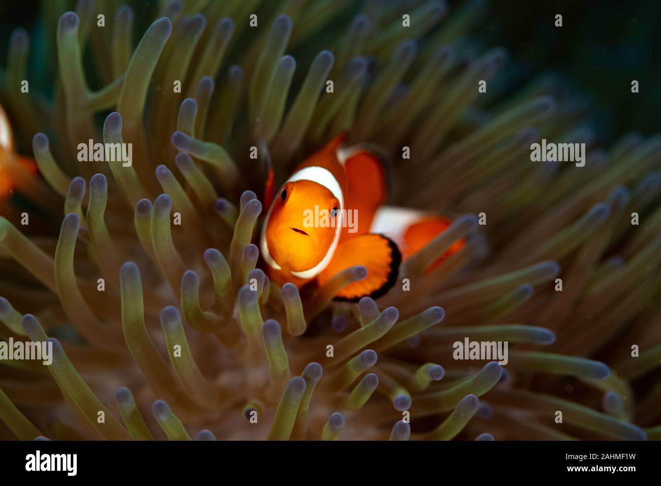Clownfish or anemonefish are fishes from the subfamily Amphiprioninae in the family Pomacentridae Stock Photo