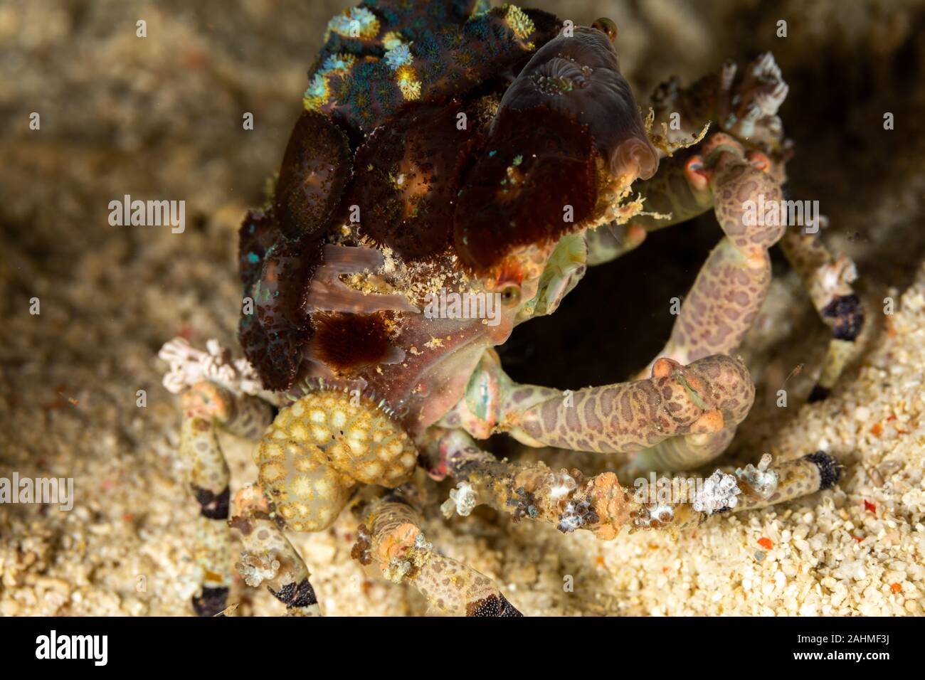 Corallimorph Decorator Crab, Cyclocoeloma tuberculata, Cyclocoeloma is a genus of crabs in the family Majidae, containing the single species Cyclocoel Stock Photo