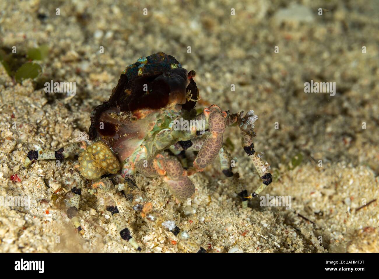 Corallimorph Decorator Crab, Cyclocoeloma tuberculata, Cyclocoeloma is a genus of crabs in the family Majidae, containing the single species Cyclocoel Stock Photo