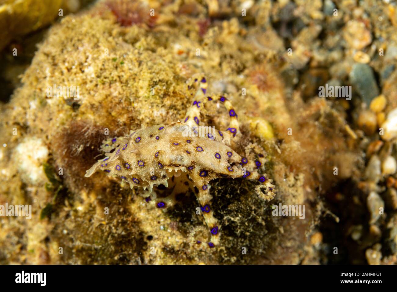 Greater blueringed octopus, Hapalochlaena lunulata is one of four