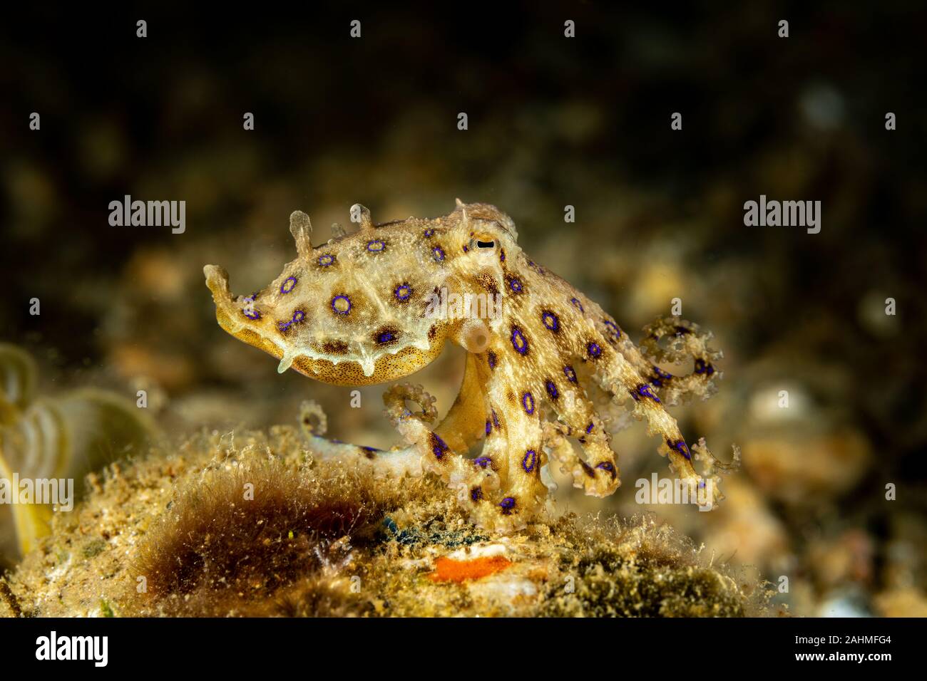 Greater blueringed octopus, Hapalochlaena lunulata is one of four