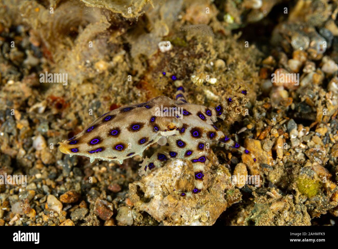 Greater blueringed octopus, Hapalochlaena lunulata is one of four