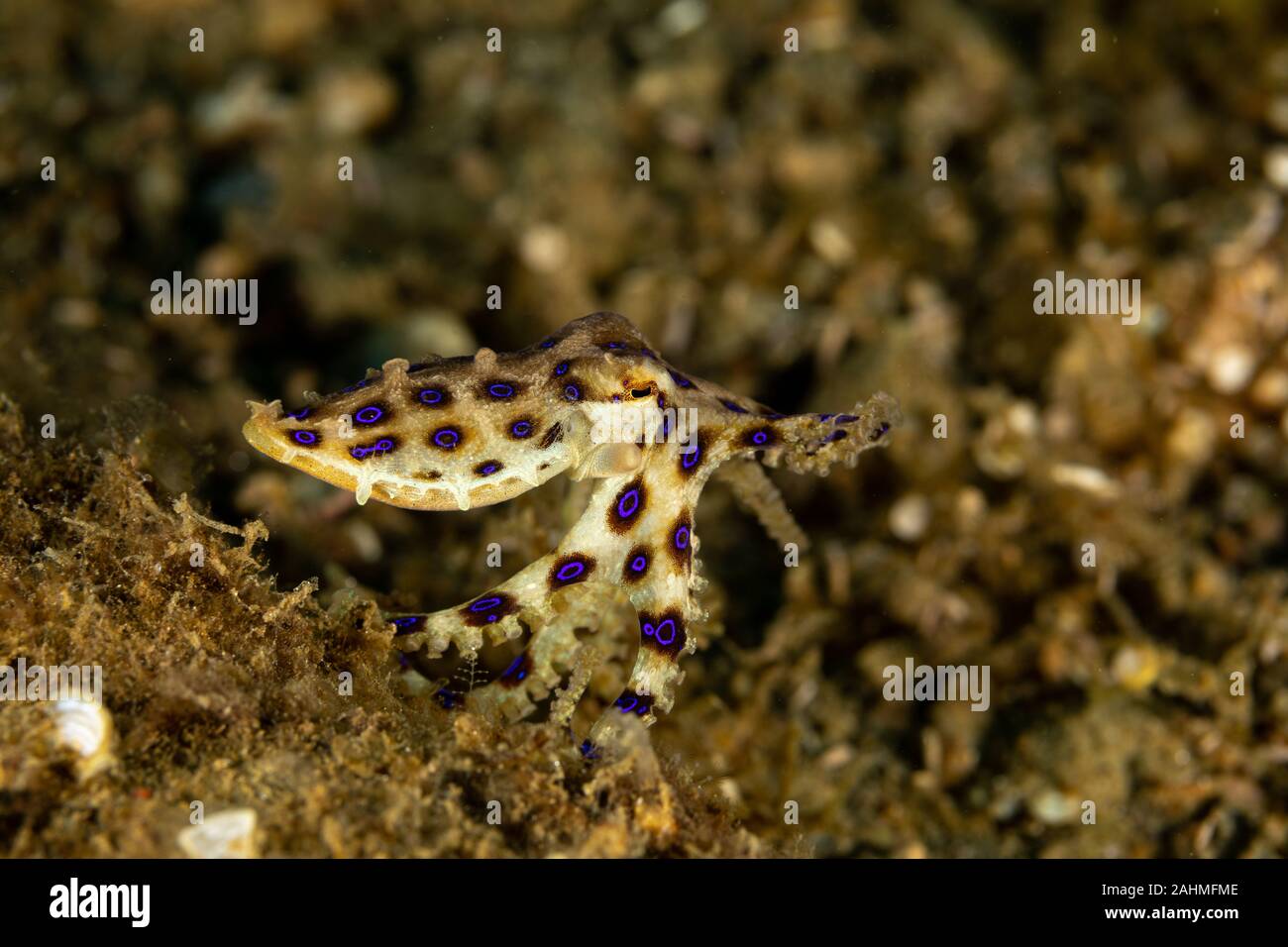 Greater blue-ringed octopus, Hapalochlaena lunulata is one of four species of highly venomous blue-ringed octopuses belonging to the family Octopodida Stock Photo - Alamy Greater blue-ringed octopus, Hapalochlaena lunulata is one of four species of highly venomous blue-ringed octopuses belonging to the family Octopodida Stock Photo - Alamy