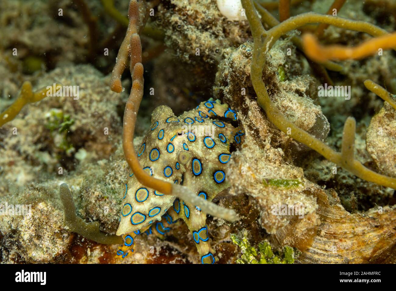 Greater blueringed octopus, Hapalochlaena lunulata is one of four