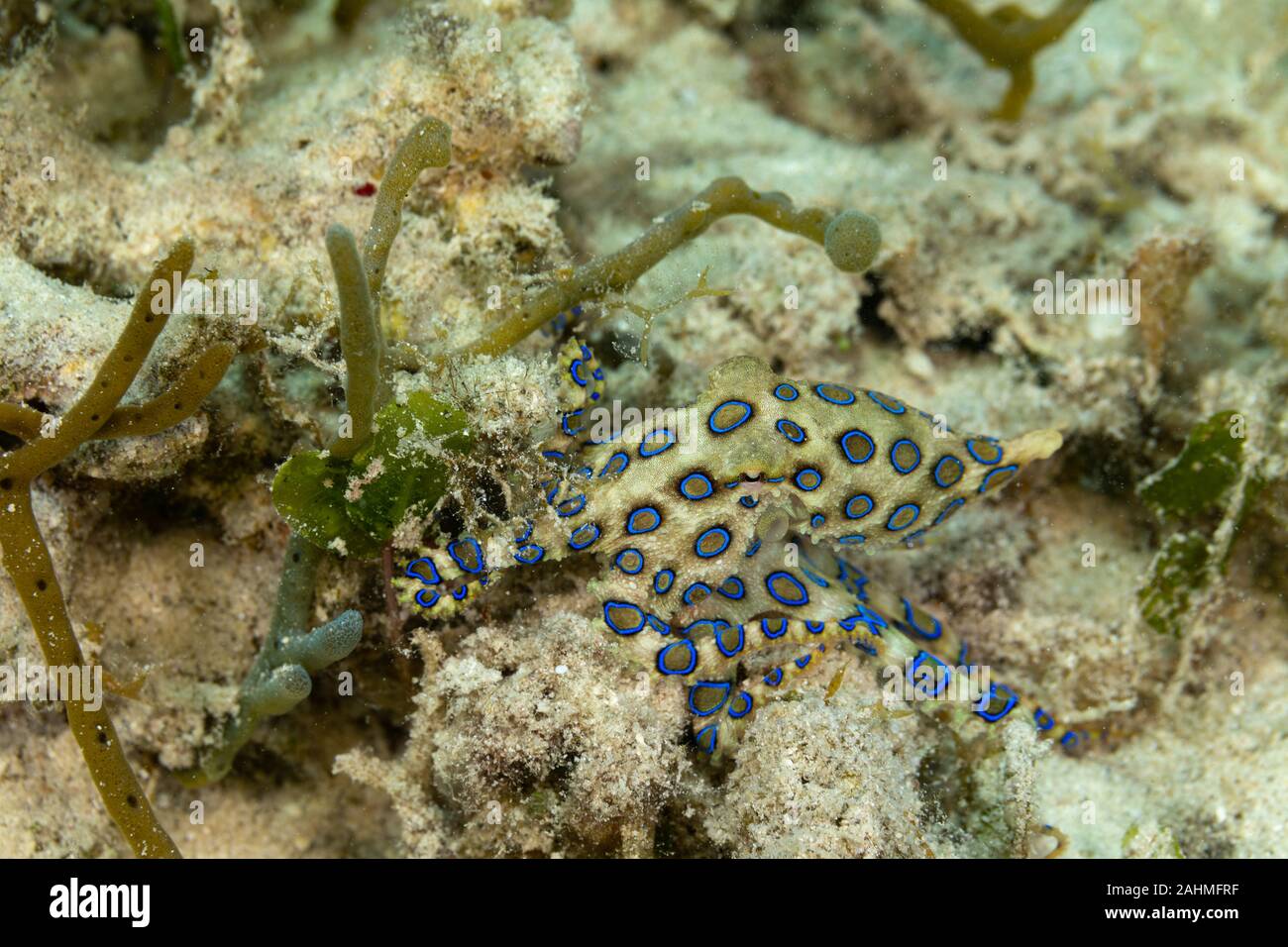 Greater blueringed octopus, Hapalochlaena lunulata is one of four
