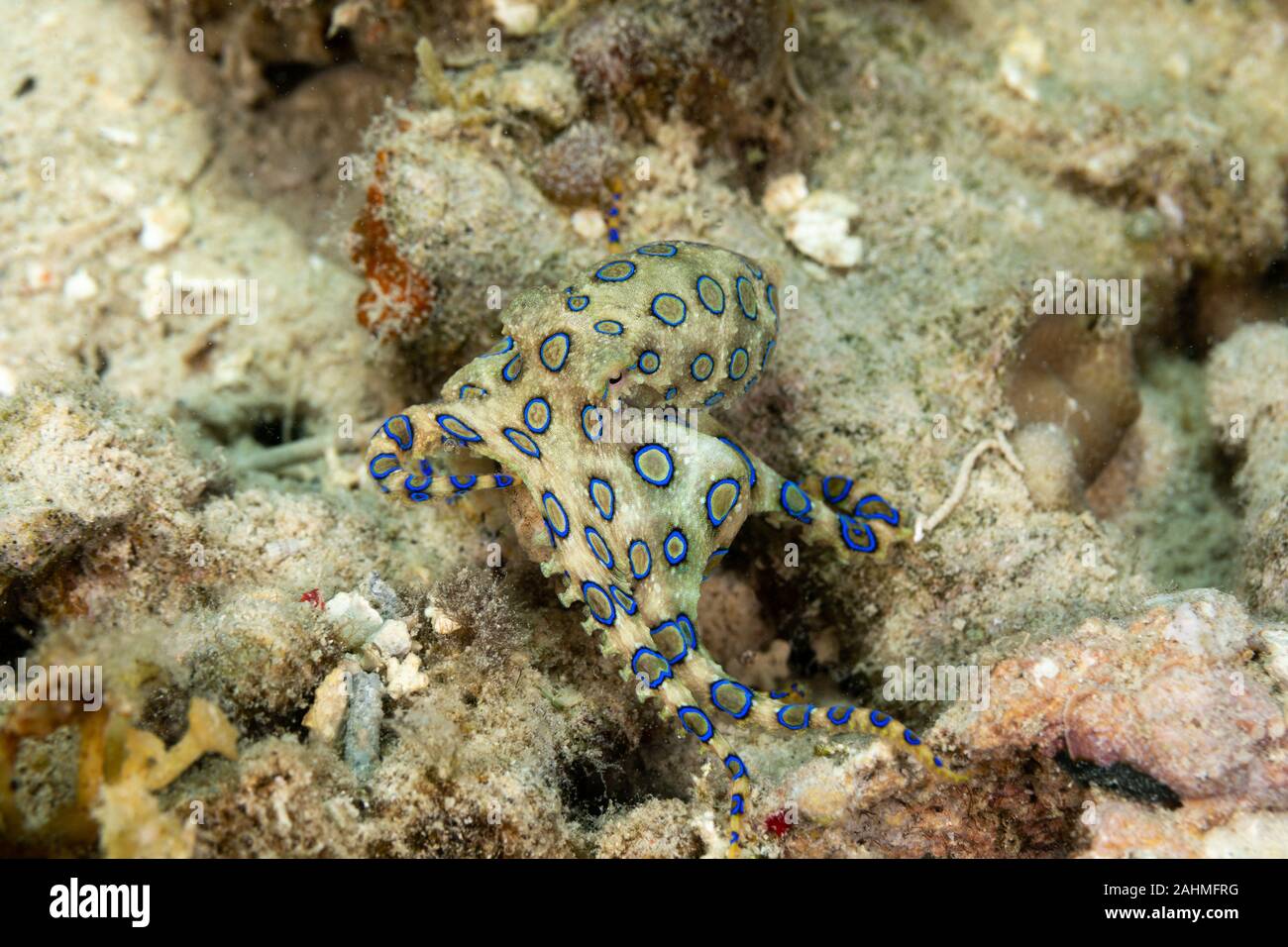 Greater blue-ringed octopus, Hapalochlaena lunulata is one of four species  of highly venomous blue-ringed octopuses belonging to the family Octopodida  Stock Photo - Alamy