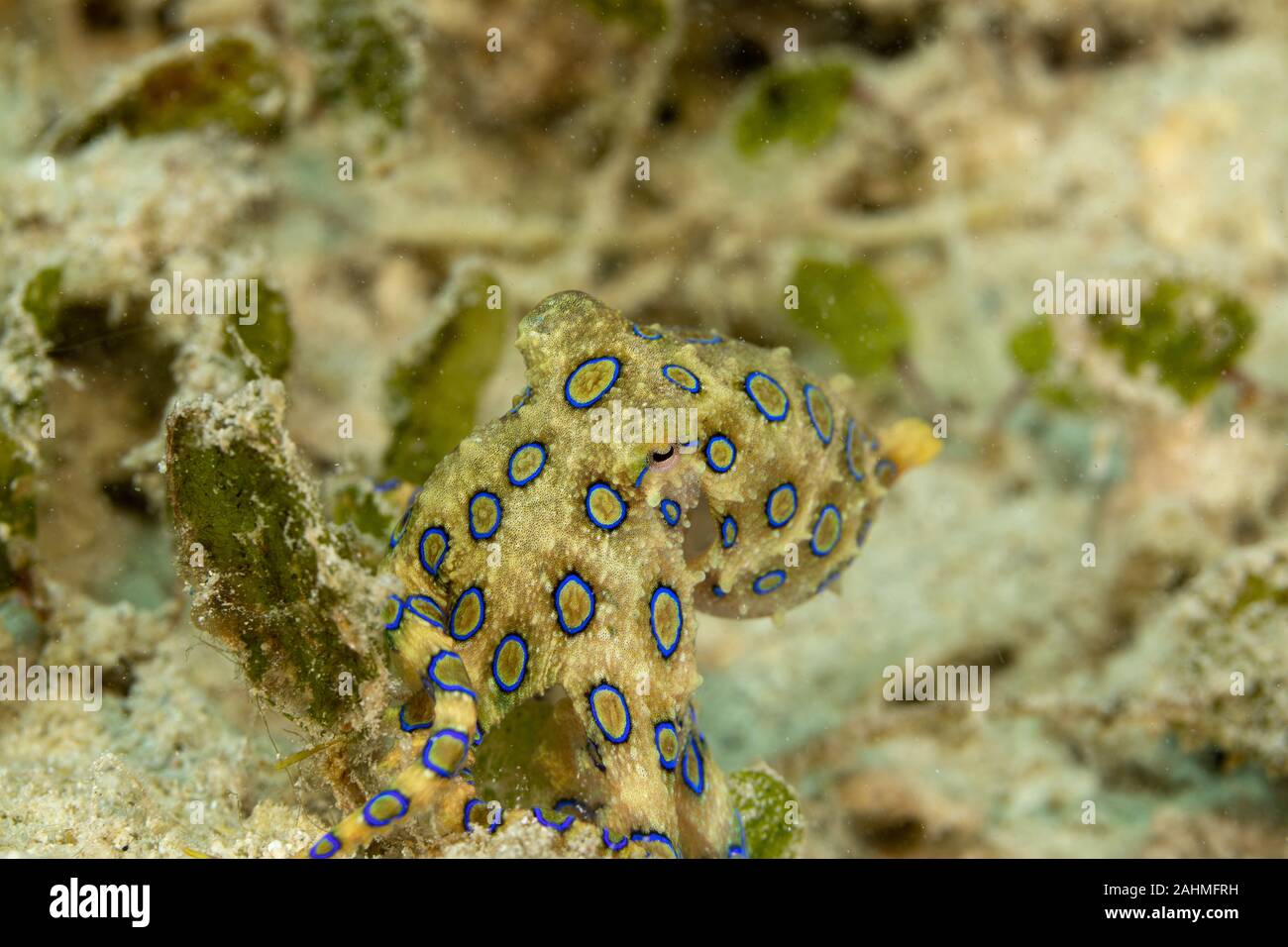 Greater blueringed octopus, Hapalochlaena lunulata is one of four
