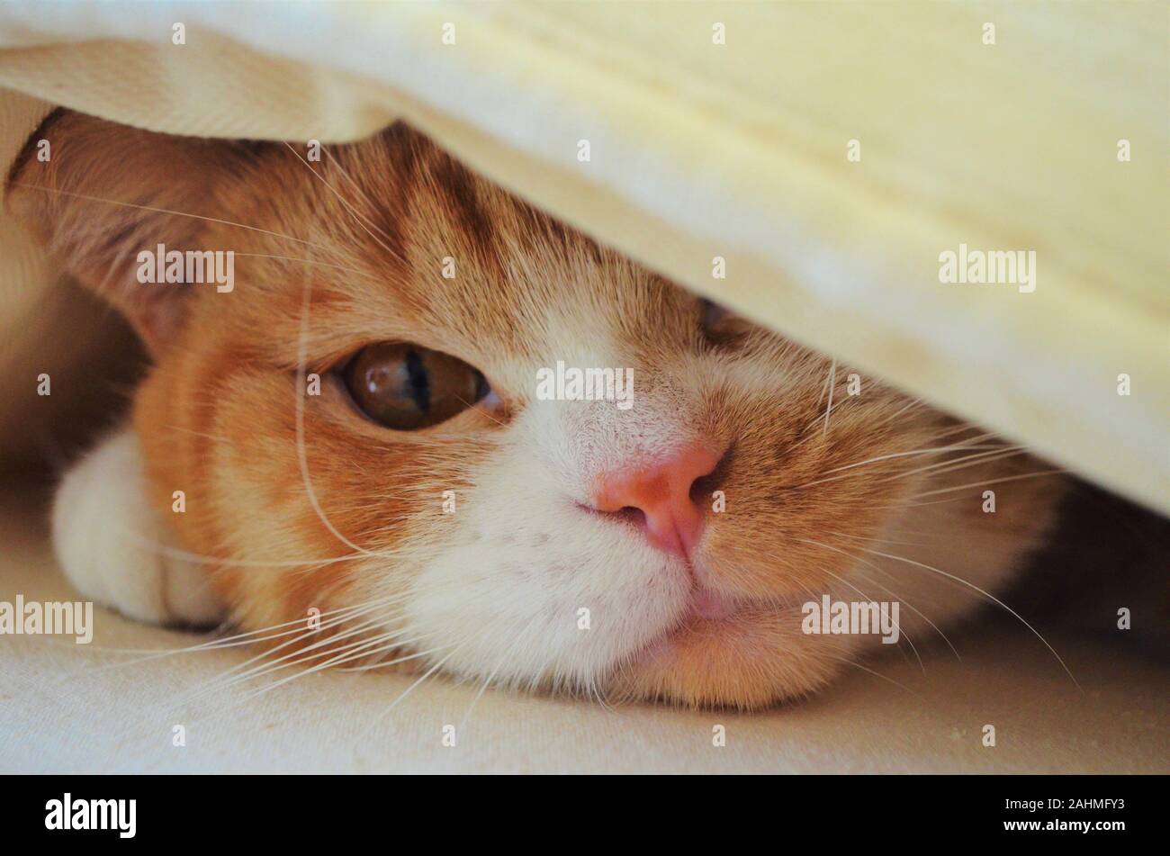 red / yellow / orange cat in close up Stock Photo
