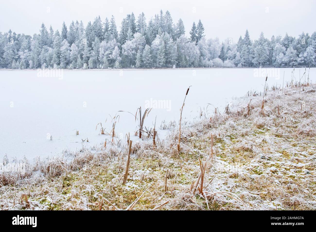 Frozen forest lake in the winter Stock Photo - Alamy