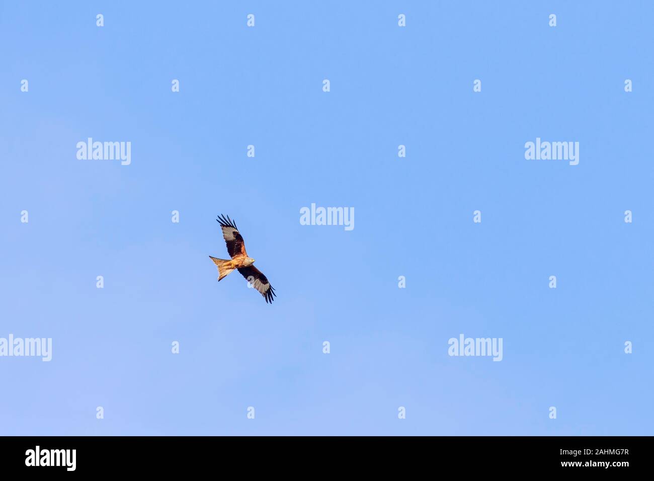 Red kite flying in the sky Stock Photo
