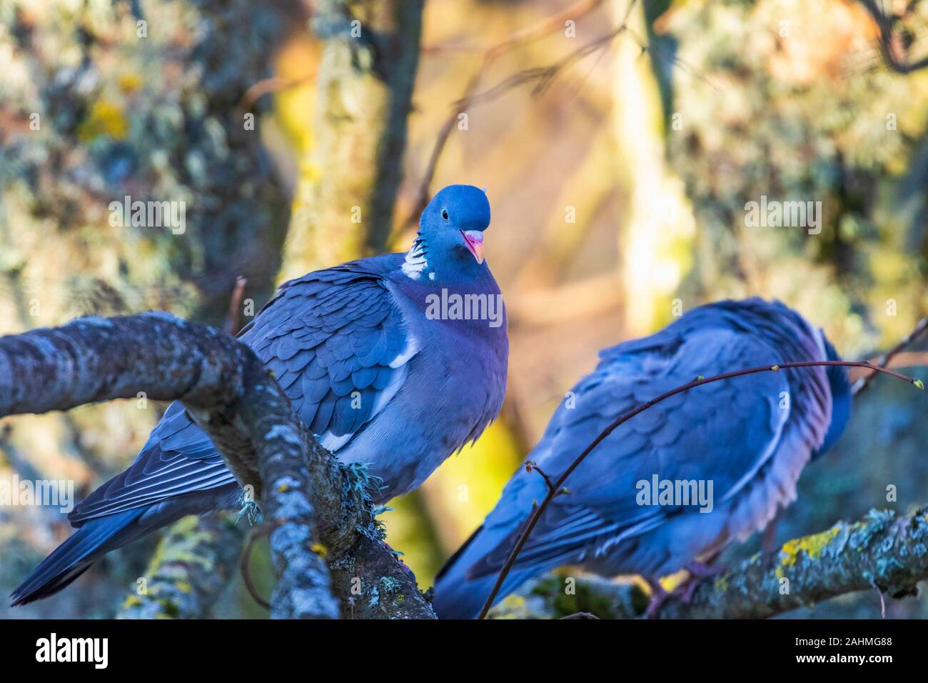 Pair of Wood Pigeons sitting on a tree branch Stock Photo Alamy