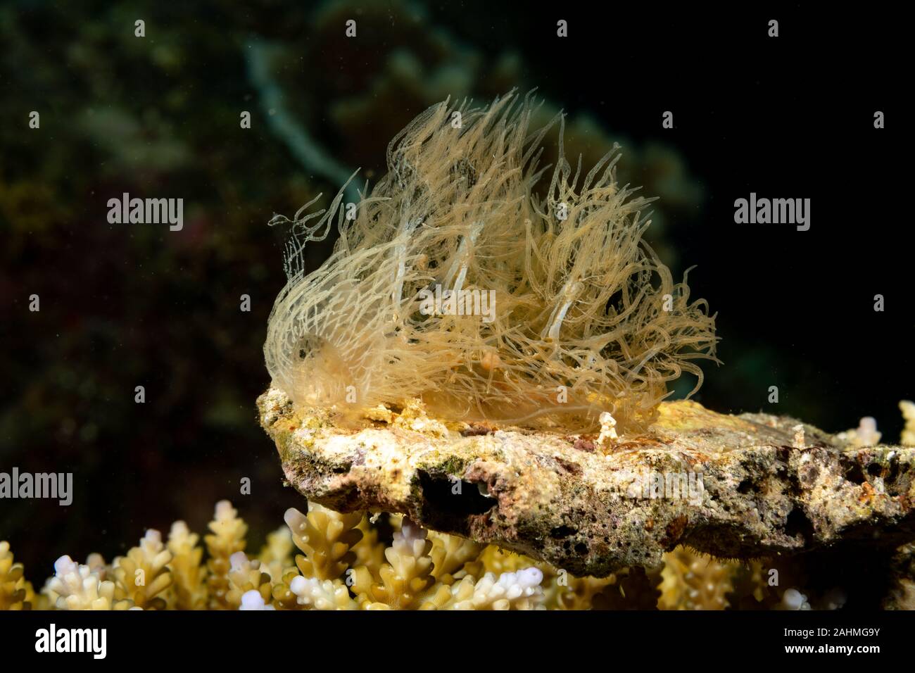 Ghost- Phantom Nudibranch, Melibe colemani Stock Photo - Alamy