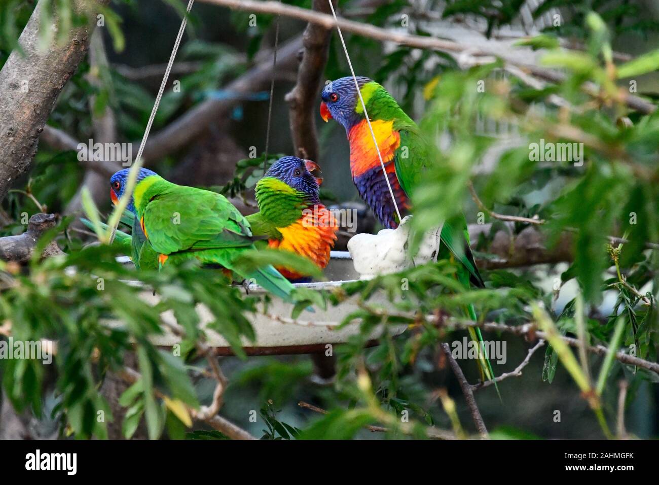 Rainbow Lorikeet Parrots, Haematodus Trichoglossus, feeding from bowl hanging in tree Stock Photo