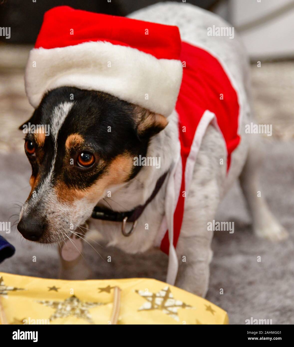 Cute Jack Russel Puppy Dog Dressed as Santa on Christmas Day Stock Photo