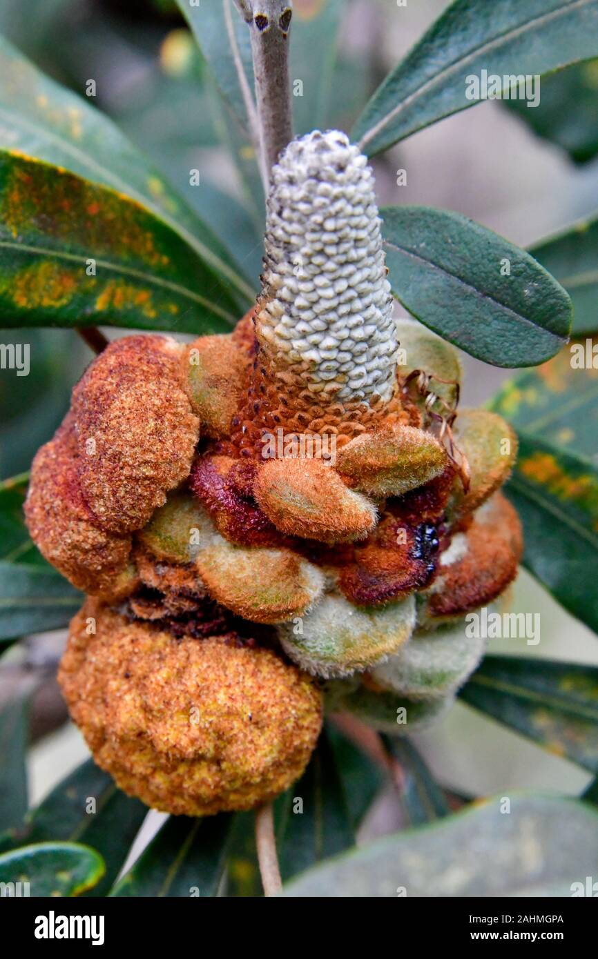 Banksia Seed Pod Cone after Flowering Stock Photo
