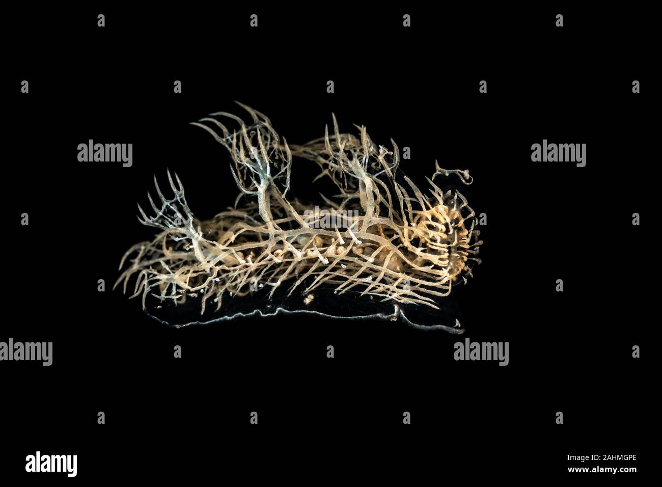 Ghost- Phantom Nudibranch, Melibe colemani Stock Photo