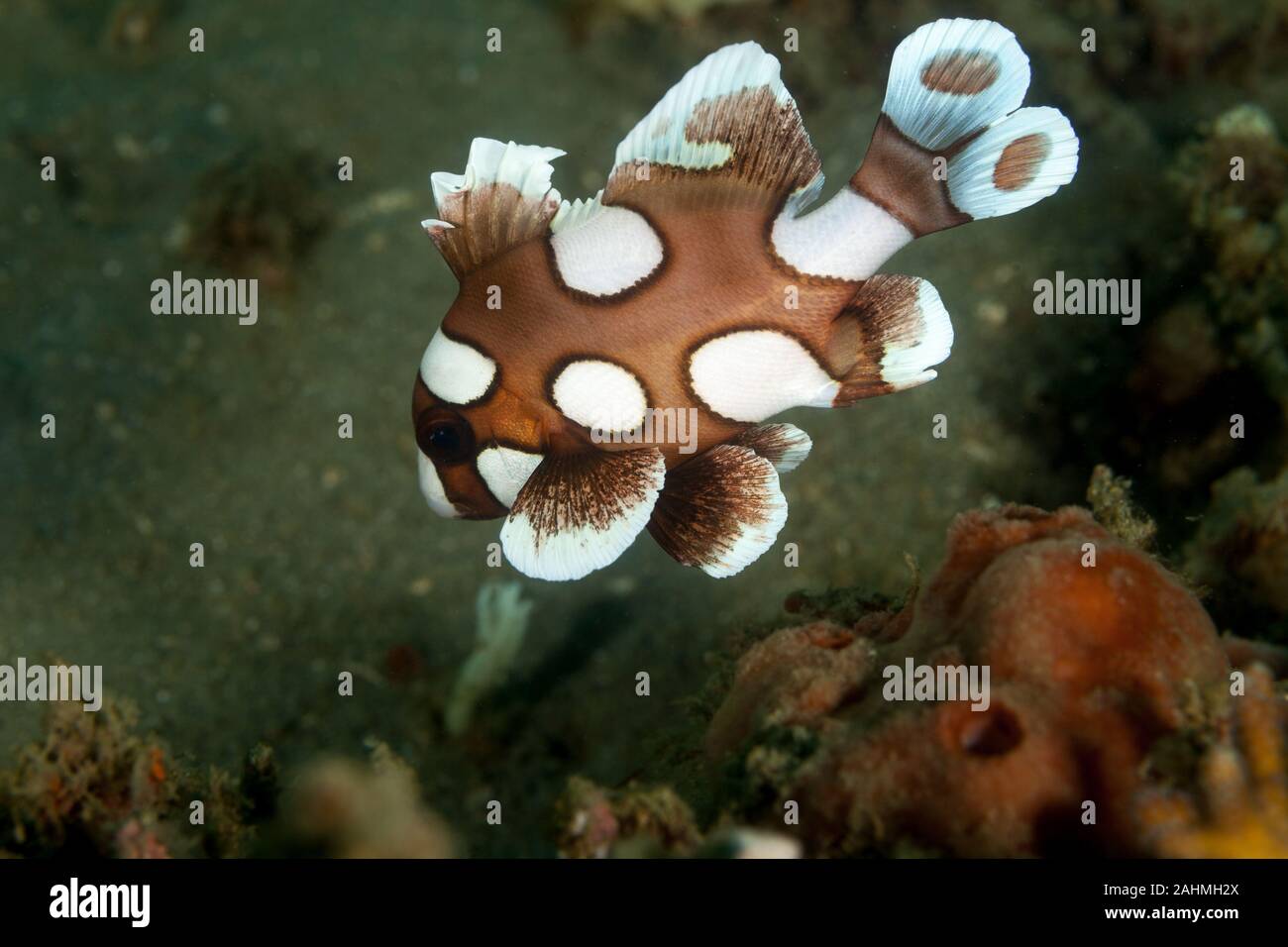 Harlequin Sweetlip, Plectorhinchus chaetodonoides Stock Photo