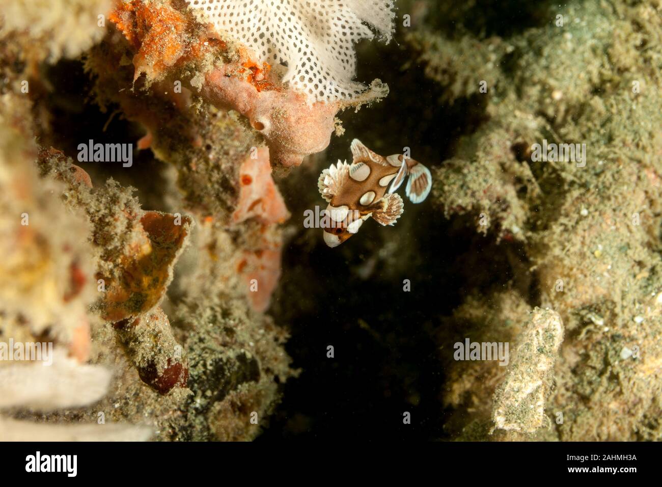 Harlequin Sweetlip, Plectorhinchus chaetodonoides Stock Photo