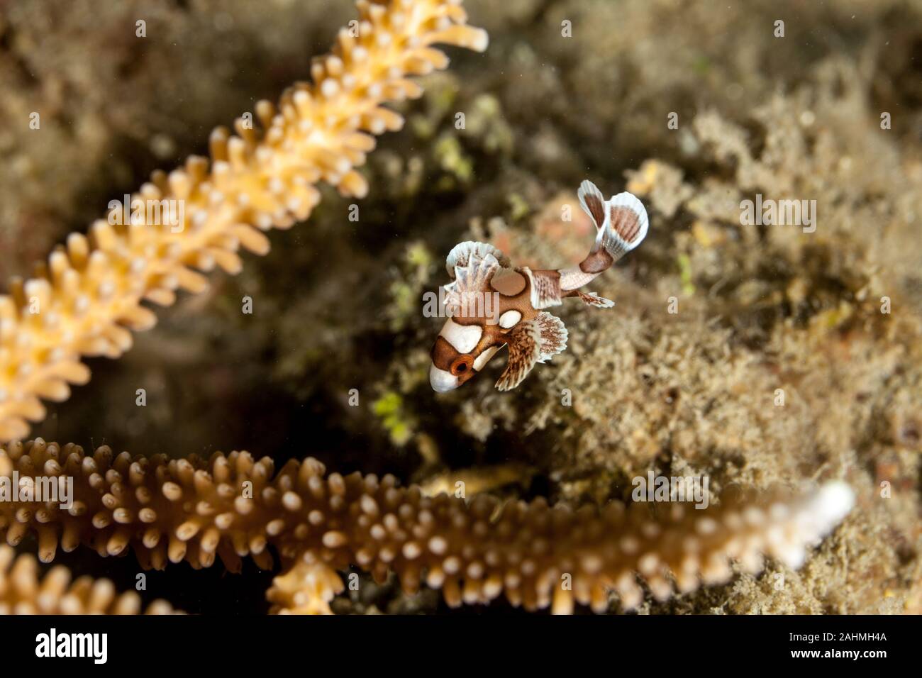 Harlequin Sweetlip, Plectorhinchus chaetodonoides Stock Photo