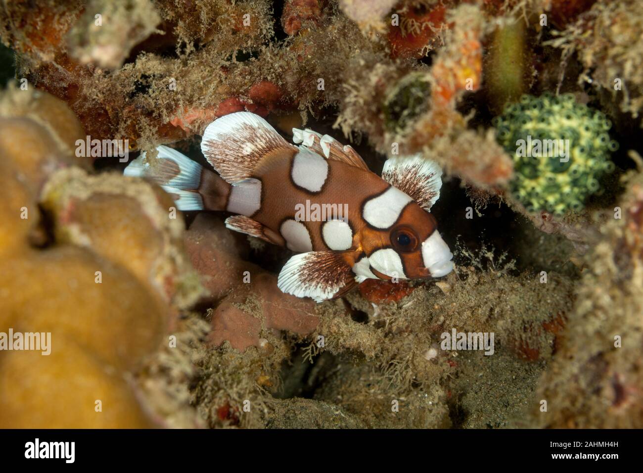 Harlequin Sweetlip, Plectorhinchus chaetodonoides Stock Photo