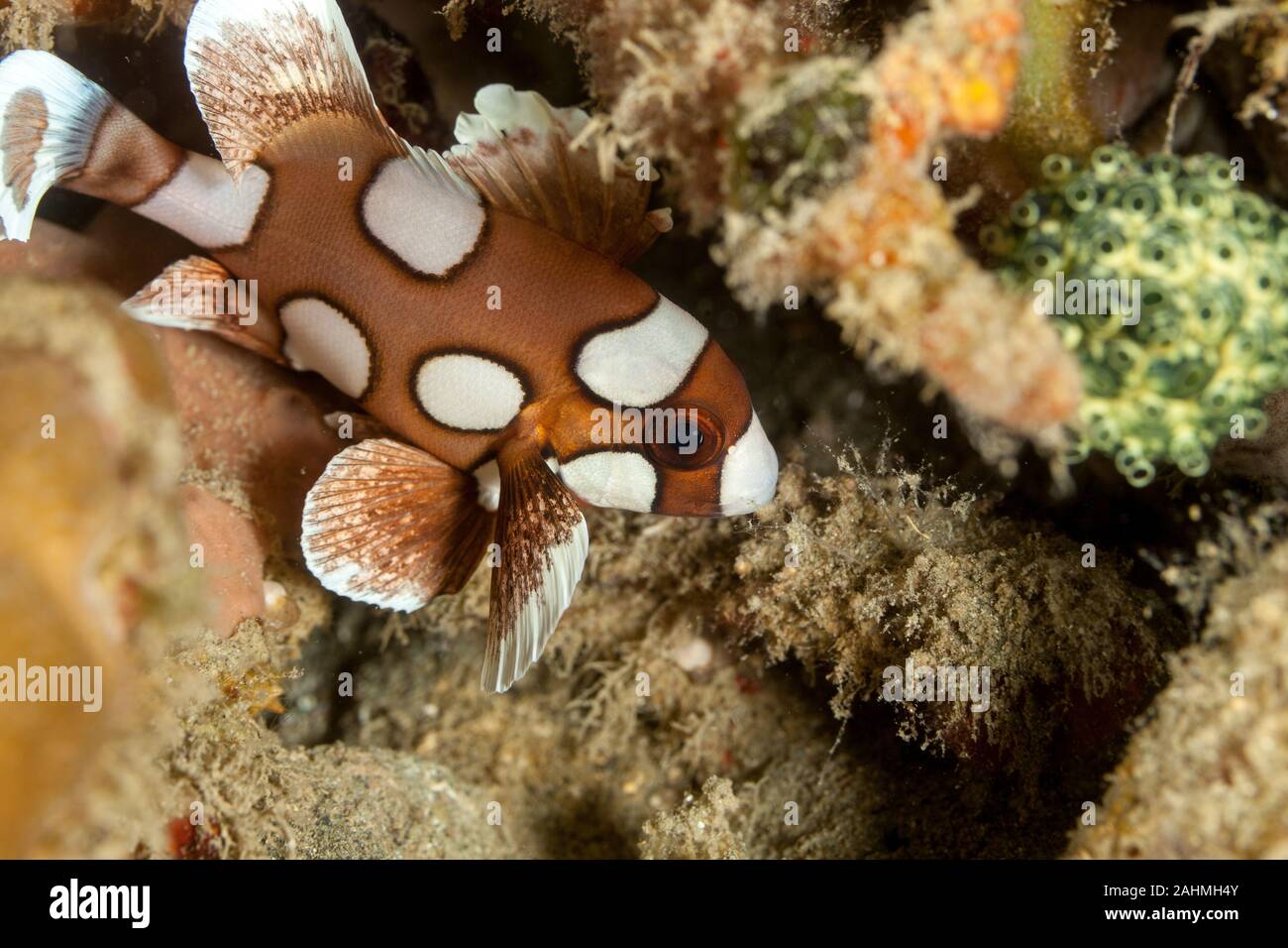 Harlequin Sweetlip, Plectorhinchus chaetodonoides Stock Photo