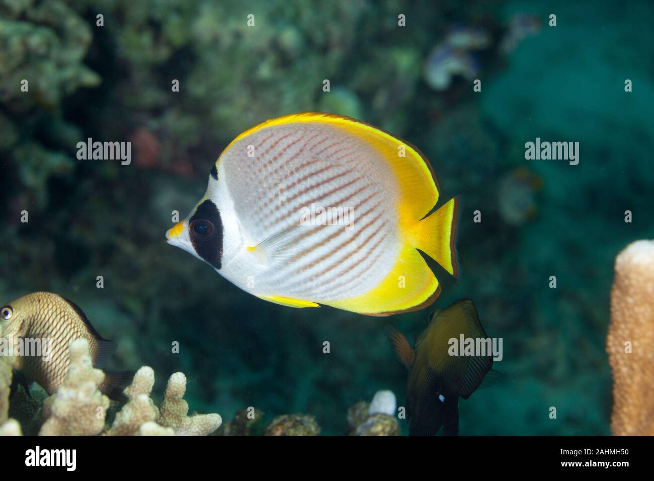 Philippine butterflyfish, Chaetodon adiergastos Stock Photo