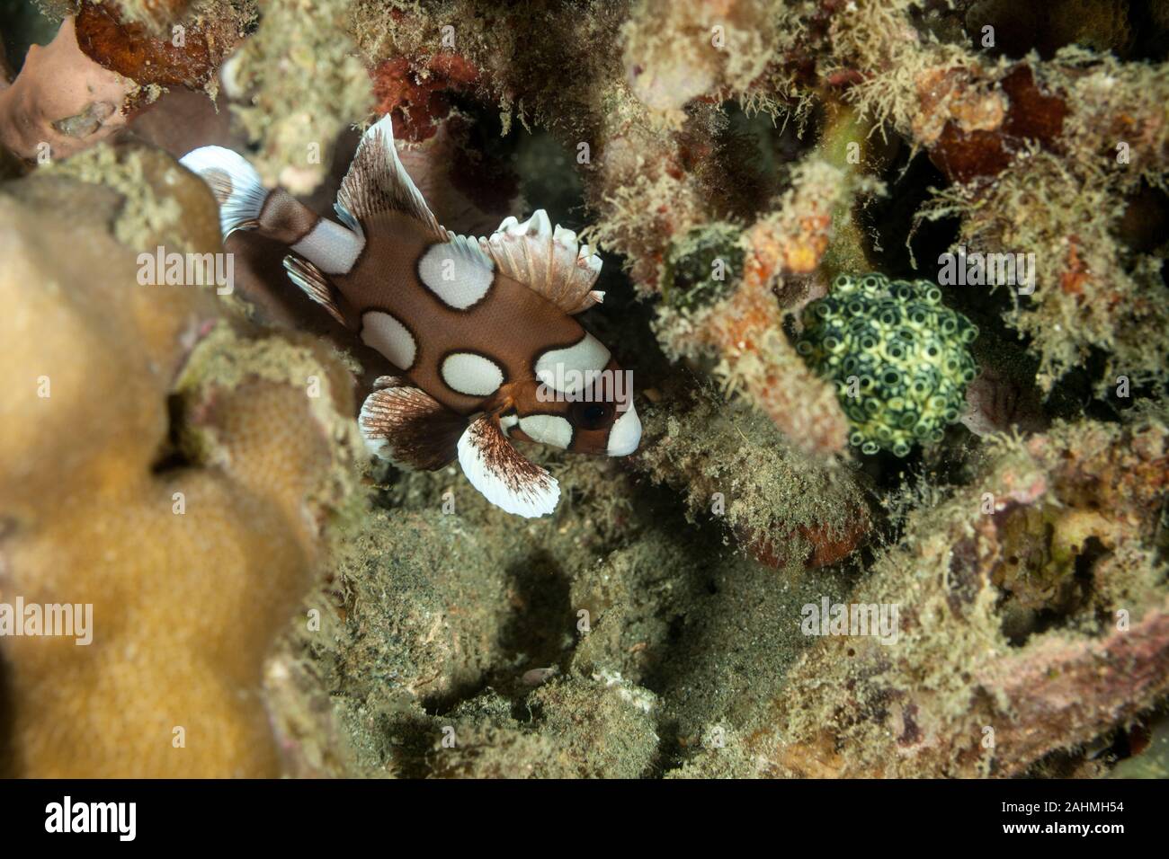 Harlequin Sweetlip, Plectorhinchus chaetodonoides Stock Photo