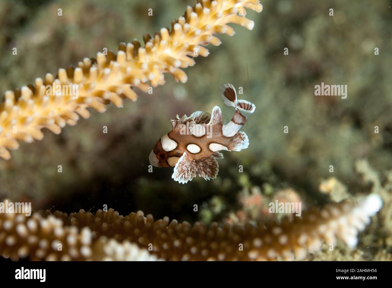 Harlequin Sweetlip, Plectorhinchus chaetodonoides Stock Photo