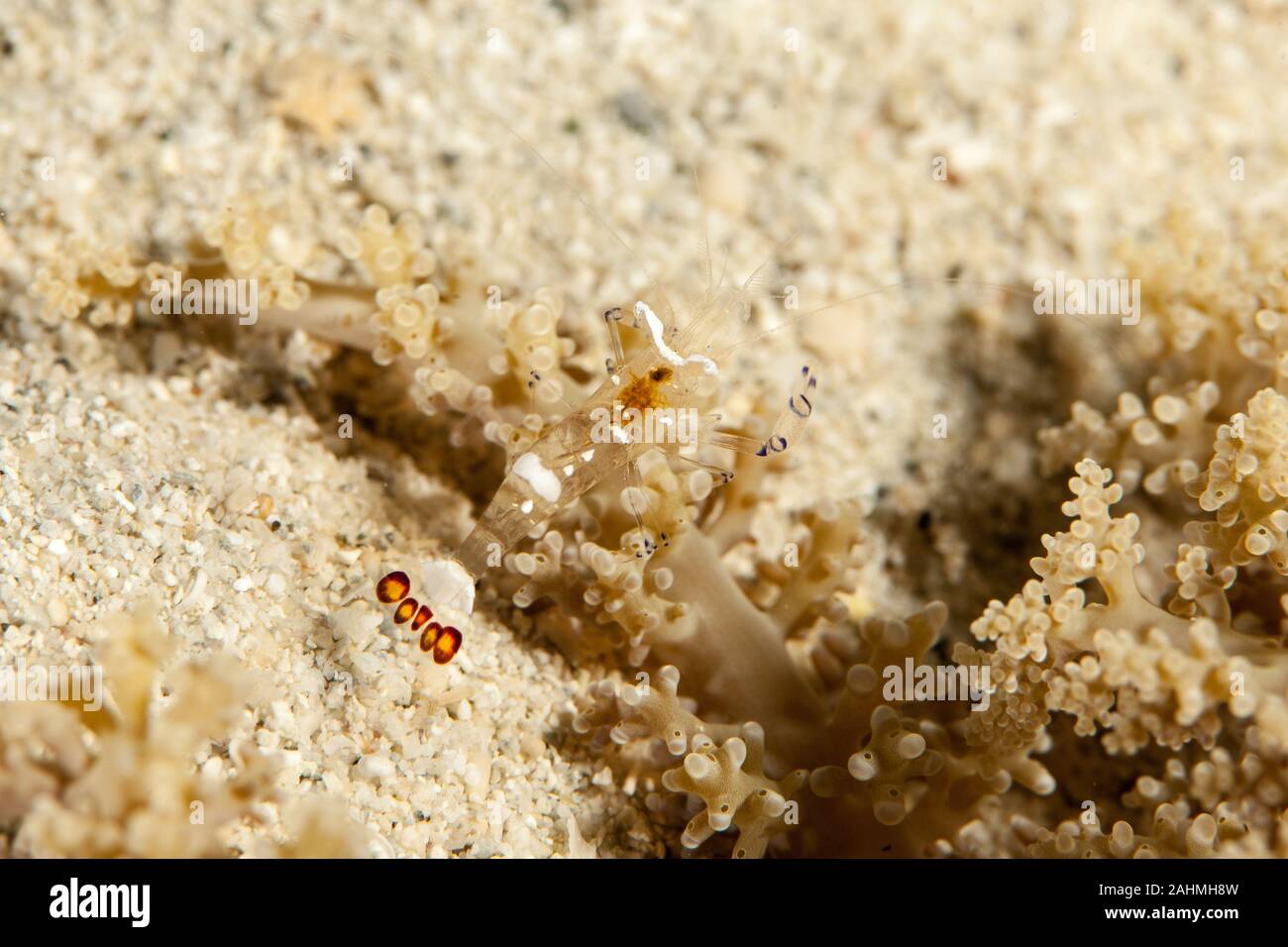 Peacock-tail Anemone Shrimp (White-Patched Anemone Shrimp) - Periclimenes brevicarpalis Stock Photo