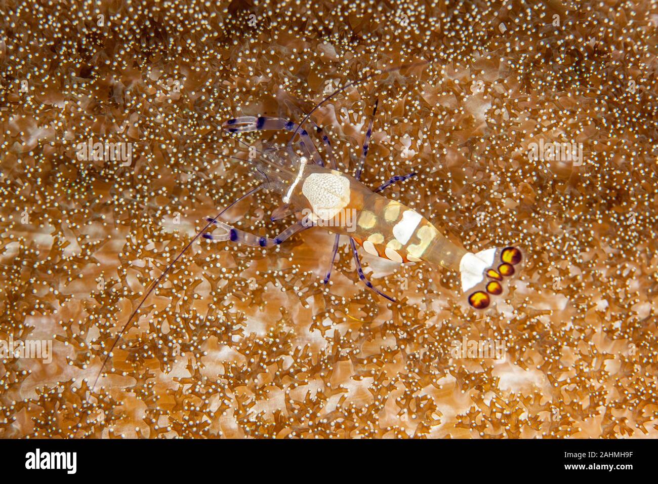 Peacock-tail Anemone Shrimp (White-Patched Anemone Shrimp) - Periclimenes brevicarpalis Stock Photo