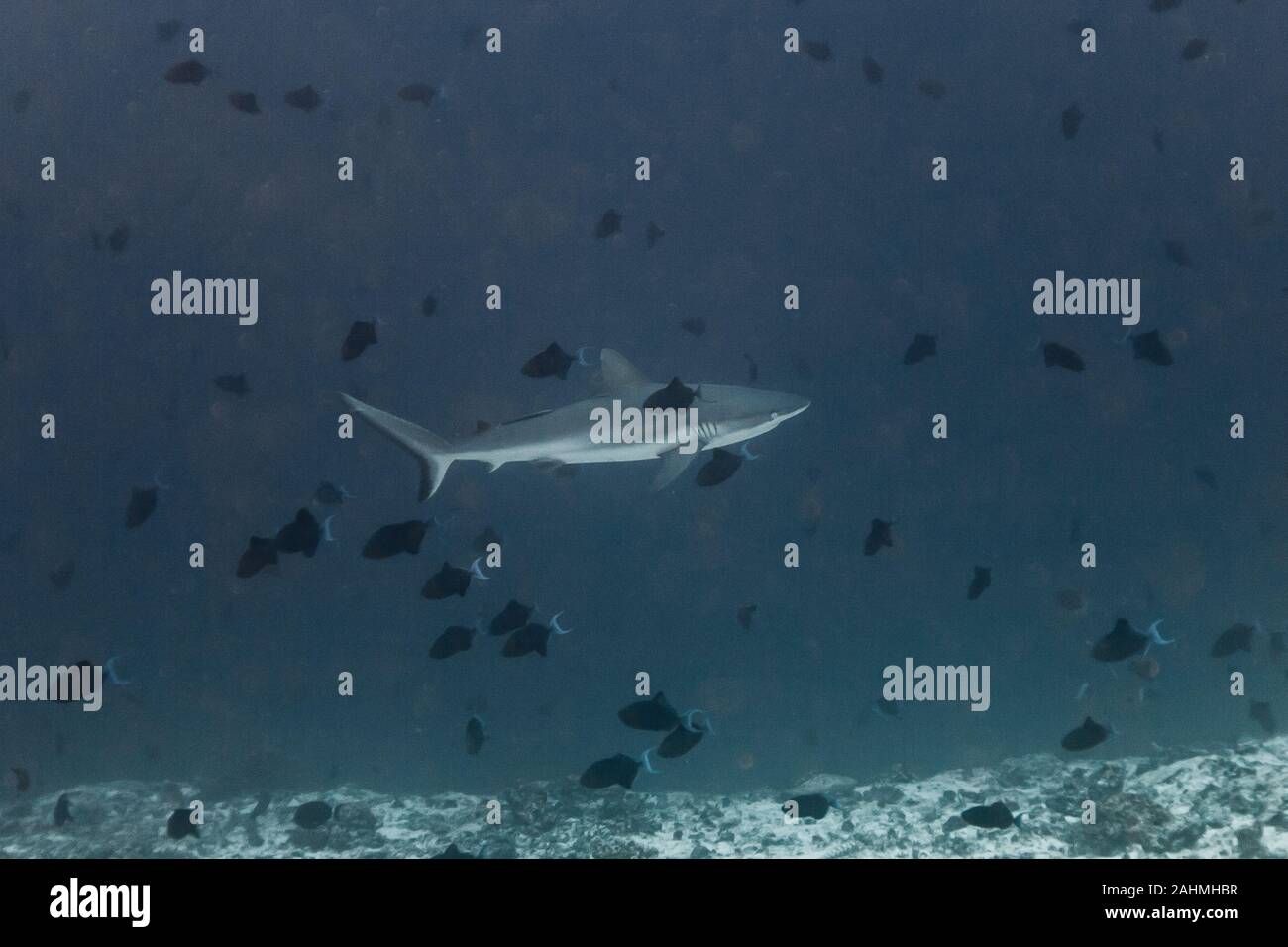 Gray Reefshark - Carcharhinus amblyrhynchos Stock Photo - Alamy