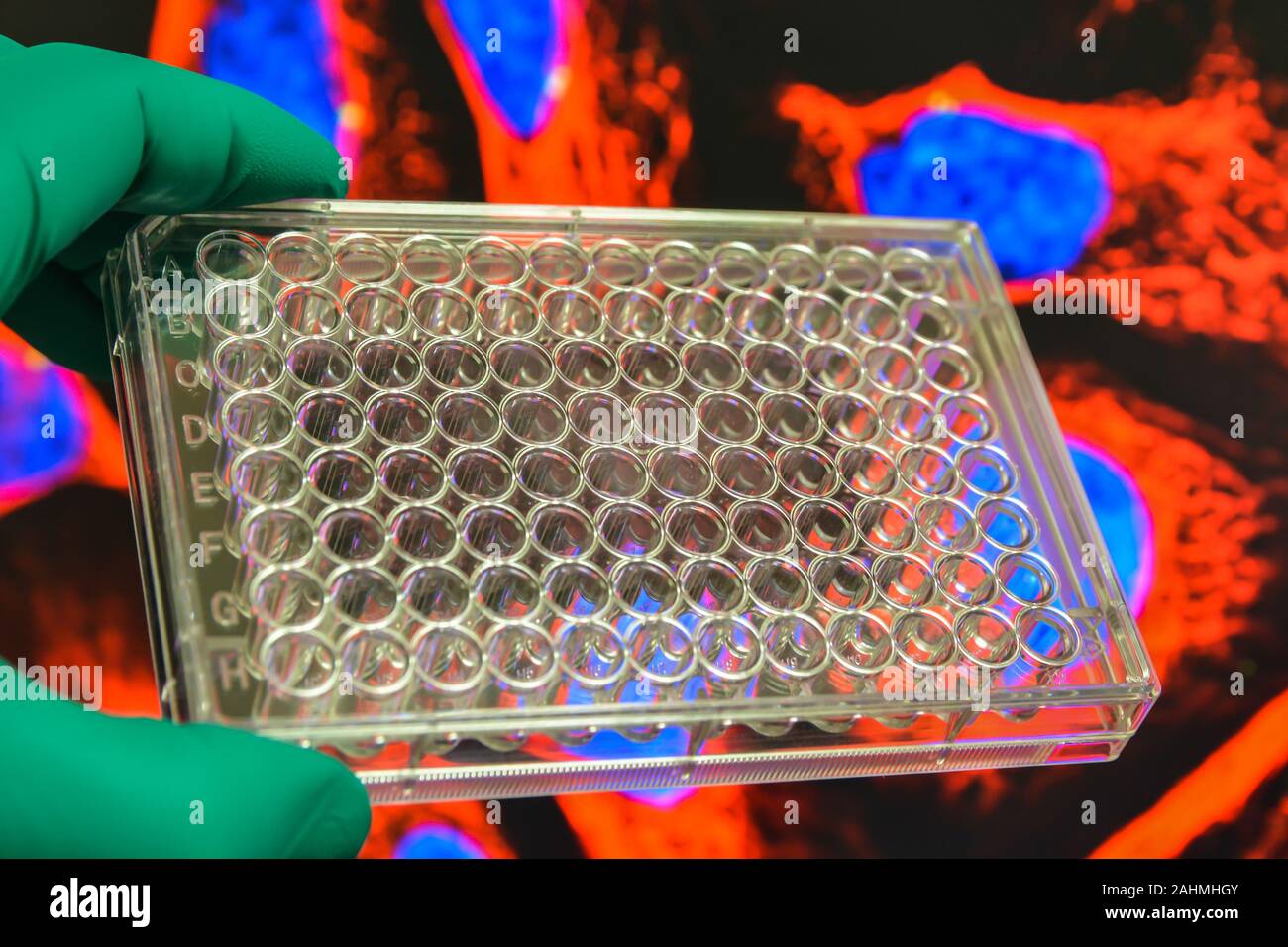 Modern scientific research methods in biology. 96well plate in the