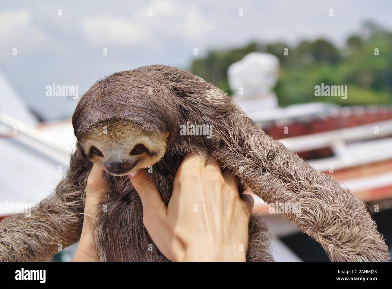 Sloth in Amazonas, Brazil Stock Photo - Alamy