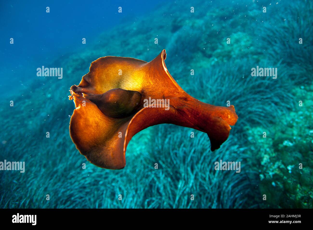 brown sea hare Stock Photo