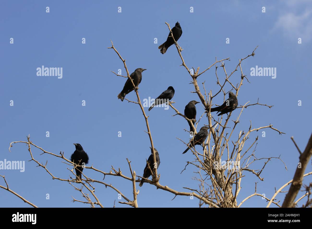 flock of Tristram's Starling or Tristram's Grackle (Onychognathus tristramii). Photographed in Israel, Dead Sea, in November Stock Photo