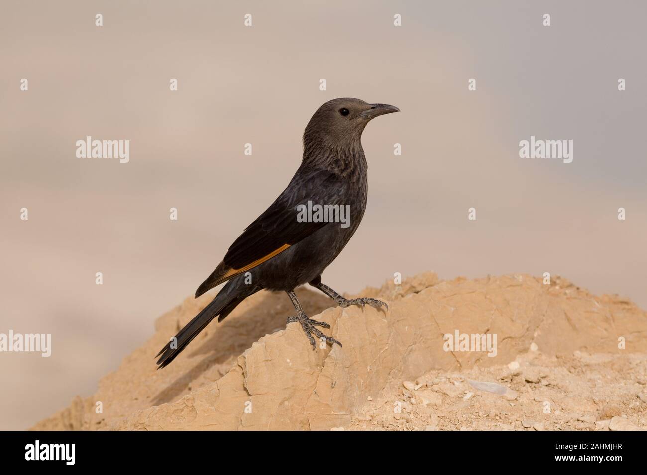 female Tristram's Starling or Tristram's Grackle (Onychognathus tristramii). Photographed in Israel, Dead Sea, in December Stock Photo