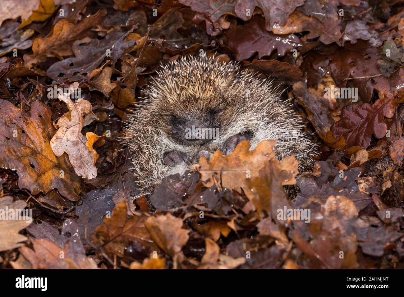 Hibernating hedgehog hires stock photography and images Alamy