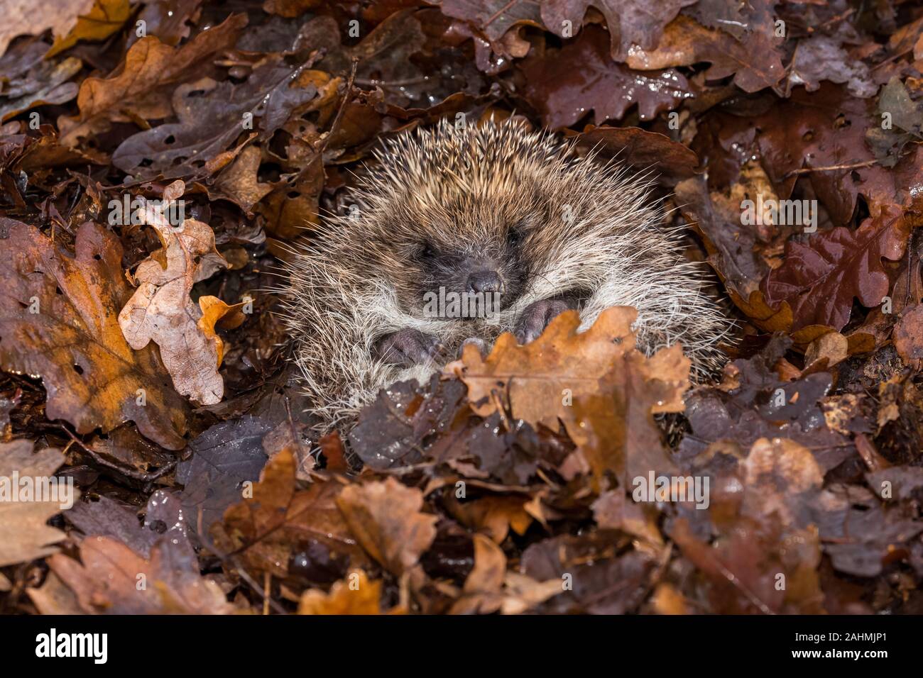 are hedgehogs hibernating now