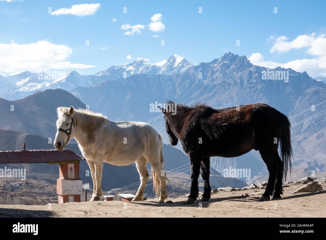 Two Horses Standing On A Ridge With The Himalaya Mountains In The Background Stock Photo Alamy