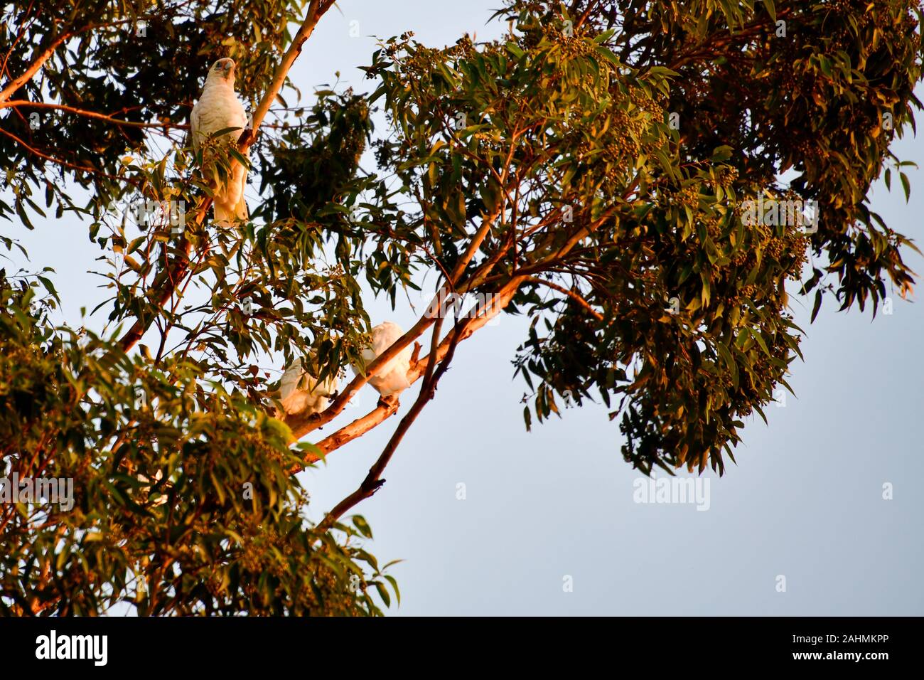 White and Pink Long Billed Corella Parrots in tree in golden afternoon sun Stock Photo