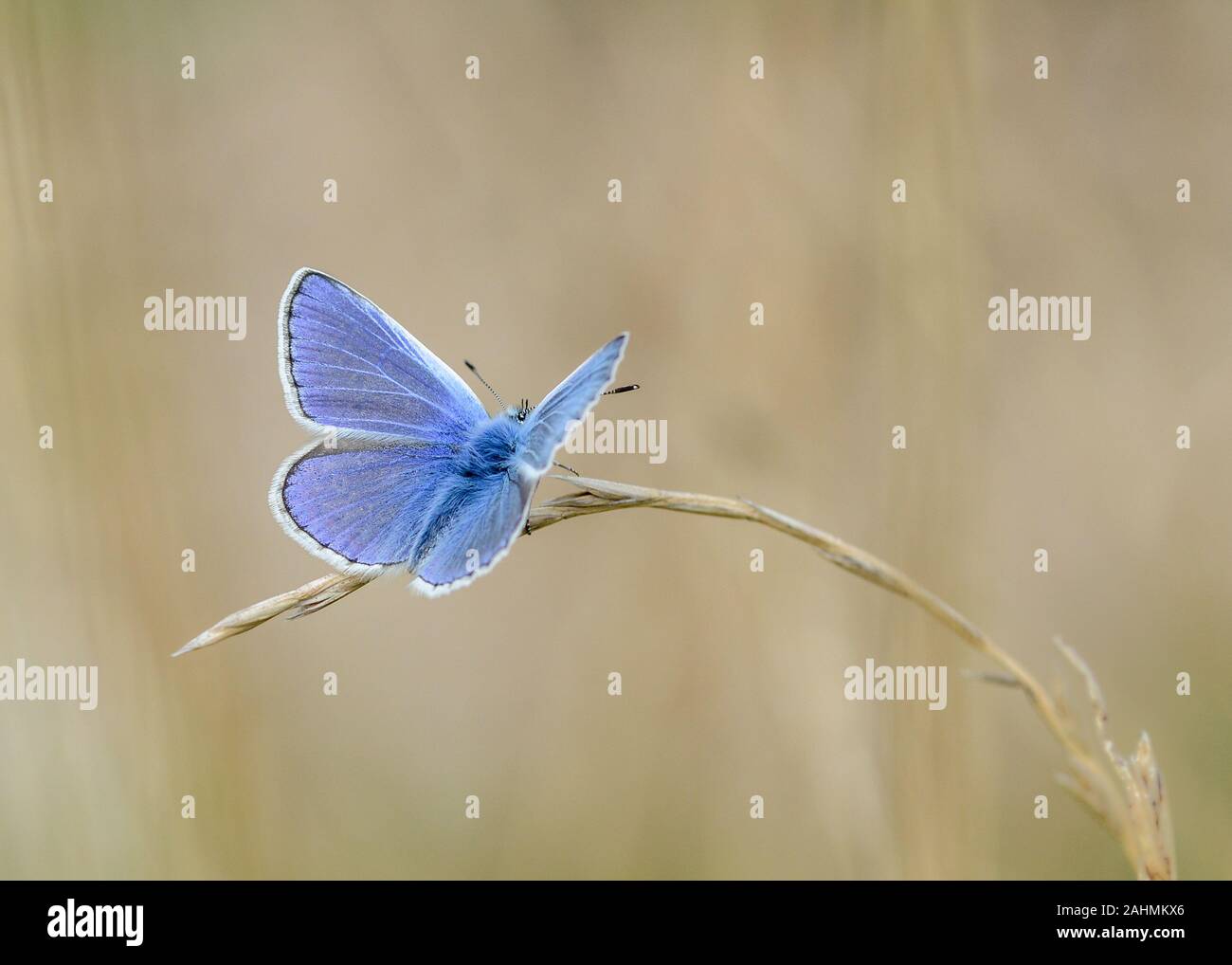 male common blue butterfly resting on a blade of grass in the south downs national park west sussex Stock Photo