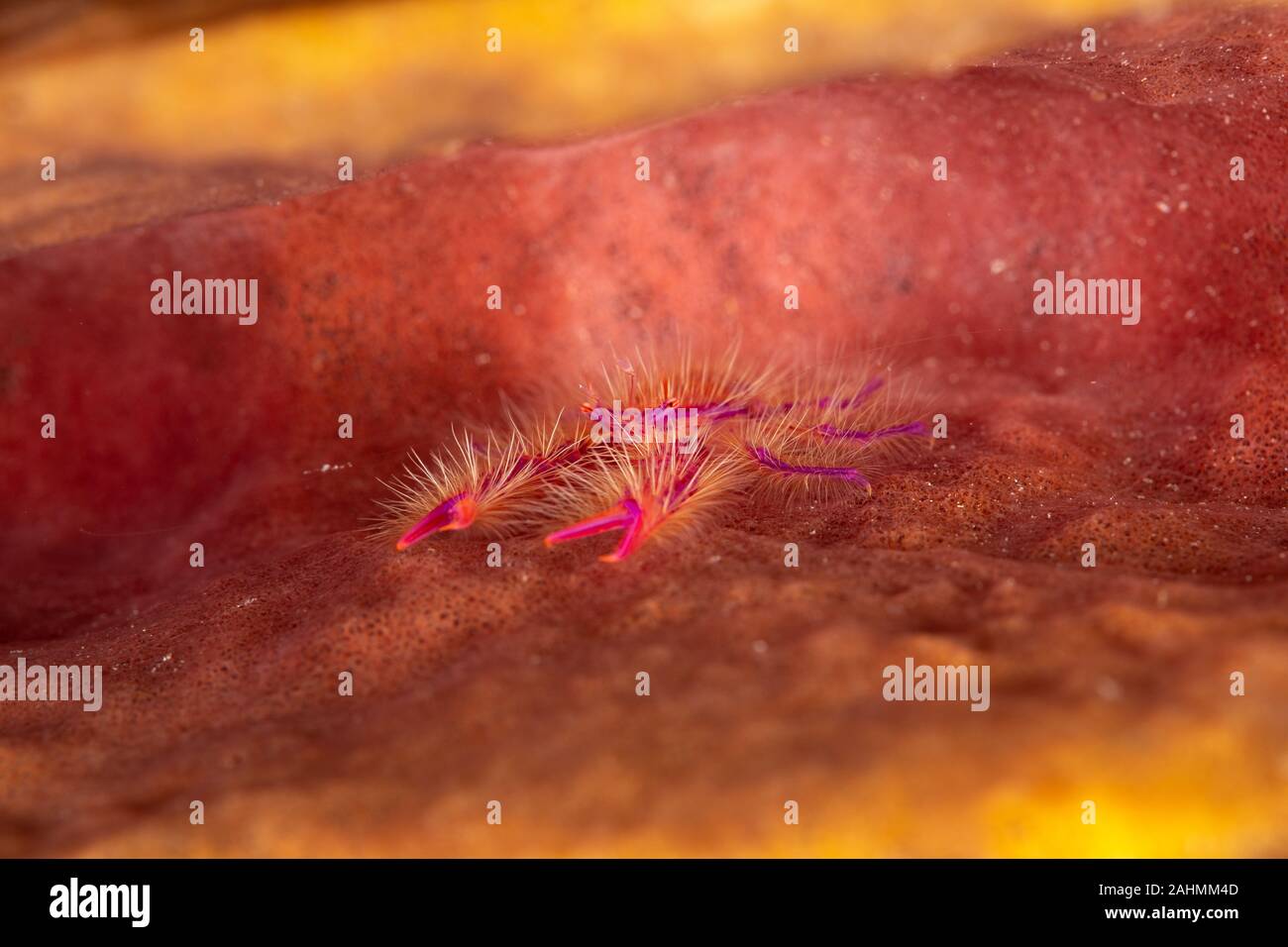 Hairy Squat Lobster or Pink Squat Lobster (Lauriea siagiani), only