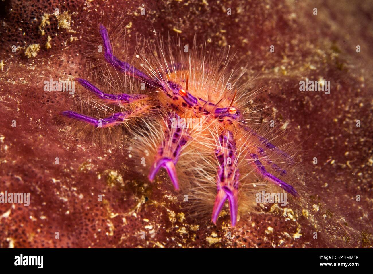 Hairy Squat Lobster or Pink Squat Lobster (Lauriea siagiani), only