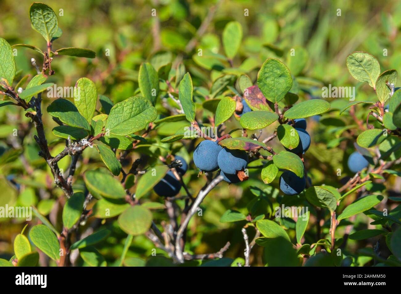 Ripe blueberries. Wild berry of the summer Yamal. Stock Photo