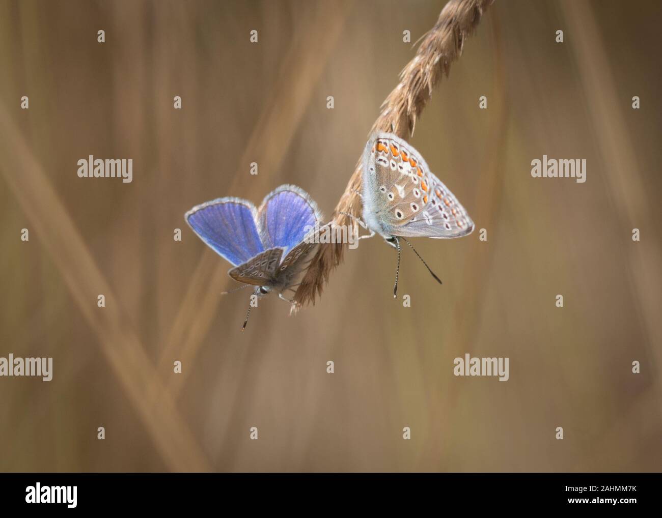 pair of common blue butterflies on grass wings open and closed showing upper and underside Stock Photo