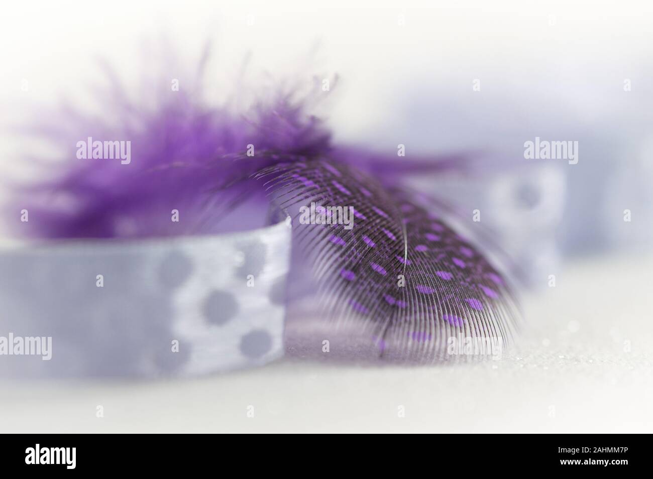 Download Feather And Ribbon On White Background High Key Fine Art Feel Stock Photo Alamy