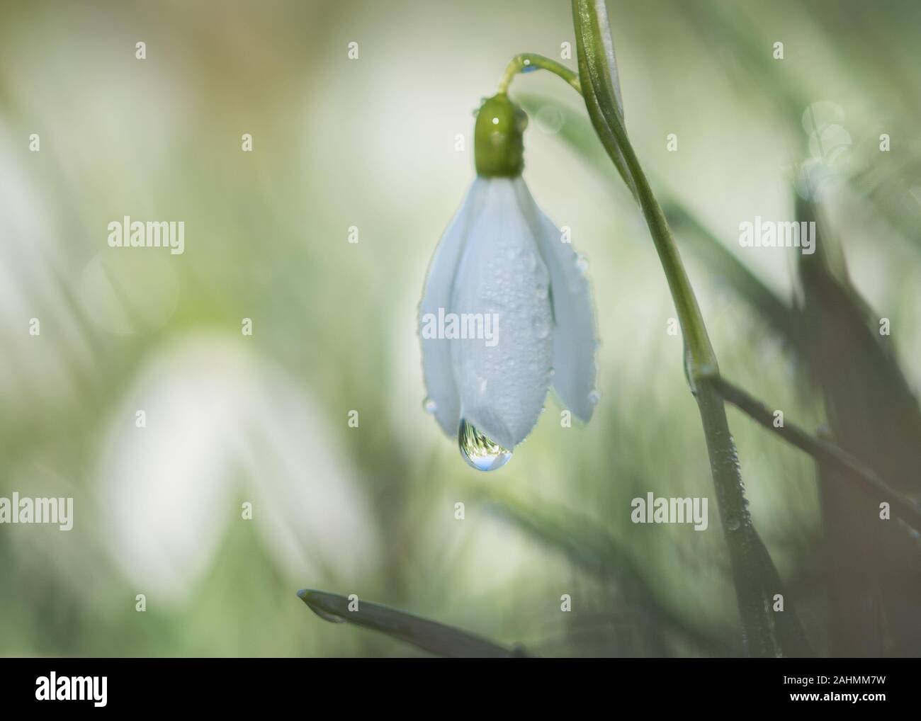 snowdrop with dew or rain drop high key fine art feel Stock Photo