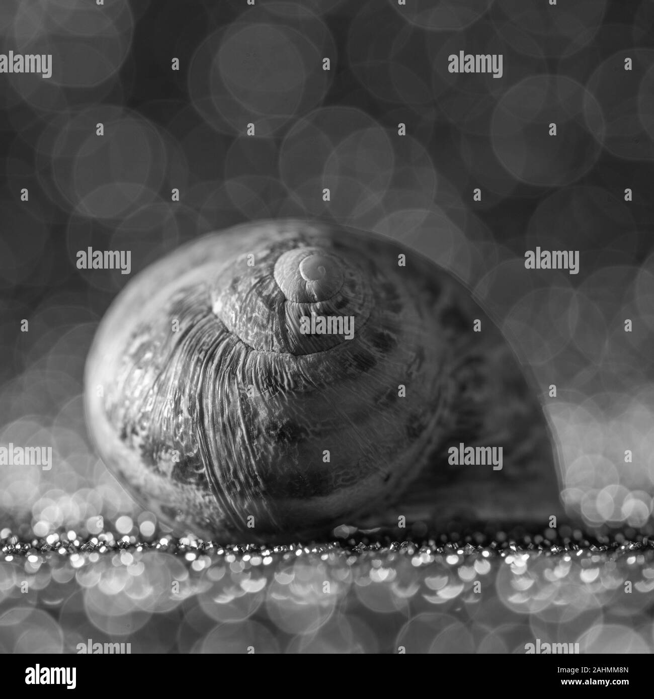 common garden snail shell indoor with fine art photography feel black and white Stock Photo